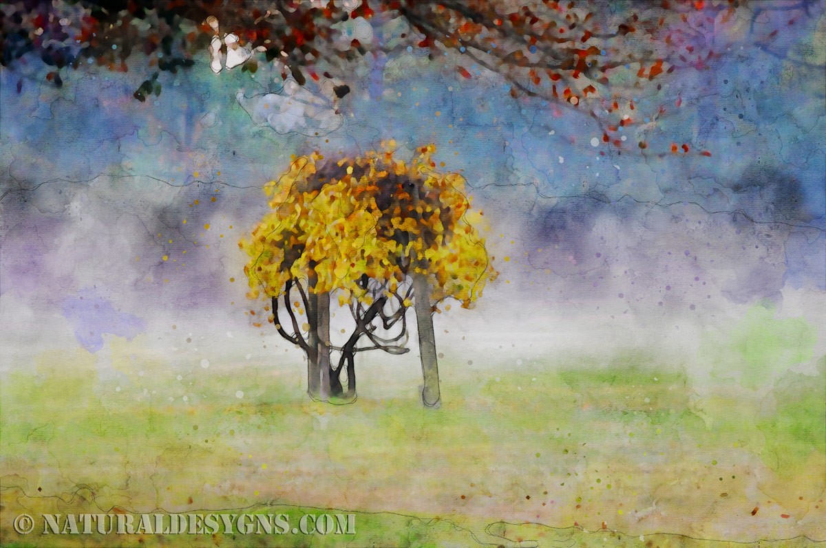 A small tree across the way, fog hugging the ground below and overhanging branches framing the view from above, rendered in watercolor.